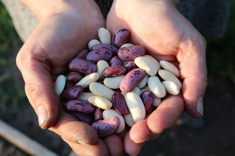 beans_benefits_health